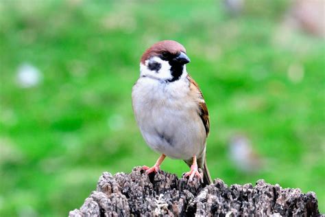 如何讓麻雀不要來築巢|【麻雀祕密】麻雀真的變少了？「害鳥」其實是誤會？成群結隊卻。